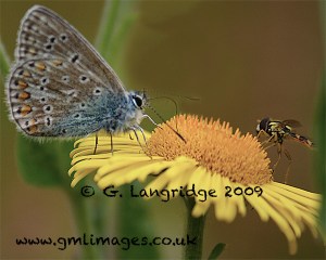 Common blue butterfly and fly