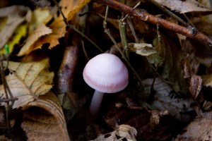 pink fungus