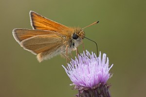 RPS Nature Exhibition 2011