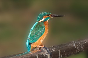 A kingfisher