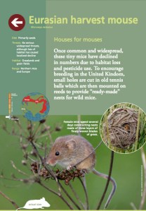 Harvest Mouse