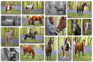 A collage of horses in a bluebell wood.