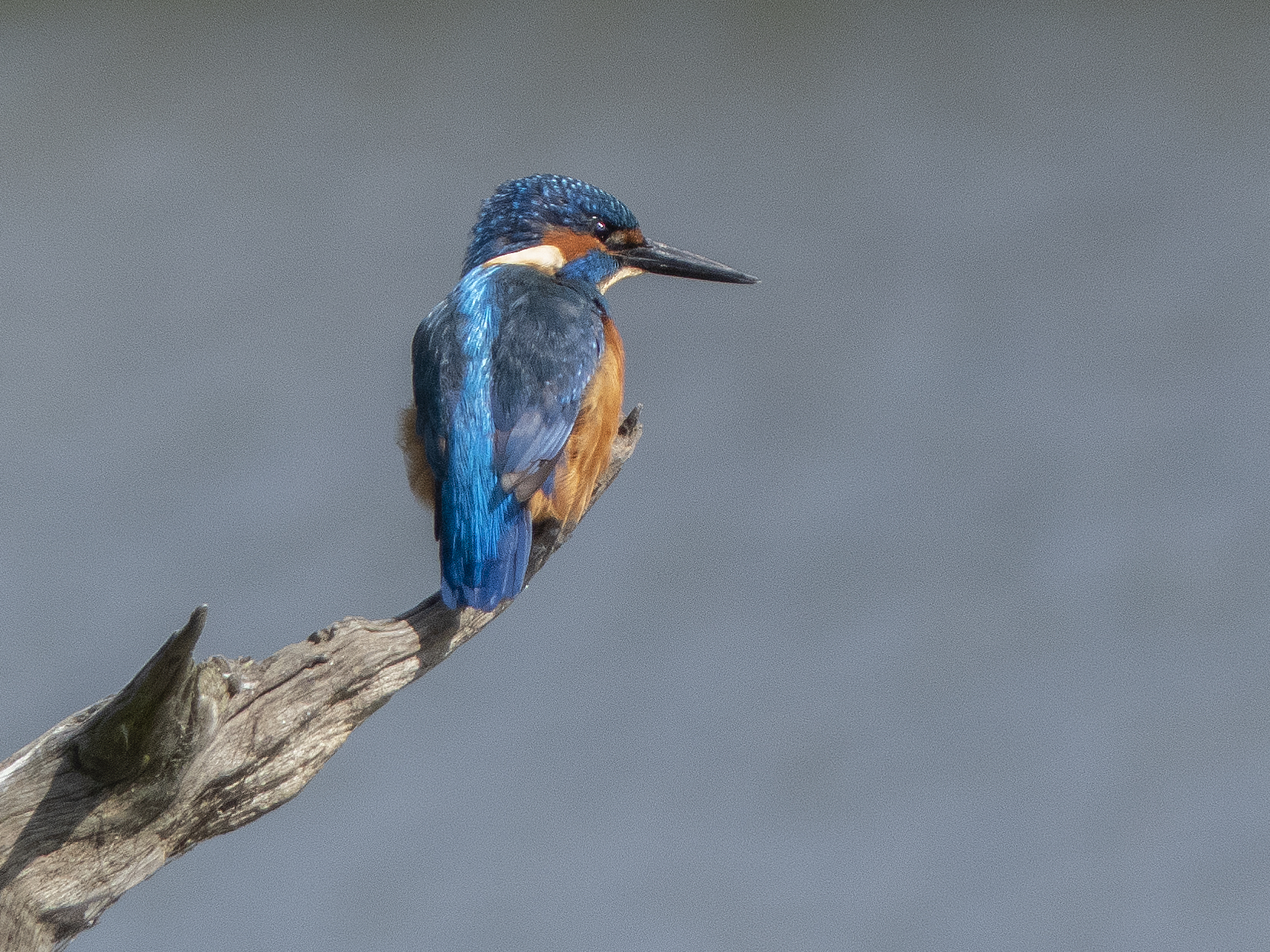 Kingfisher on a branch
