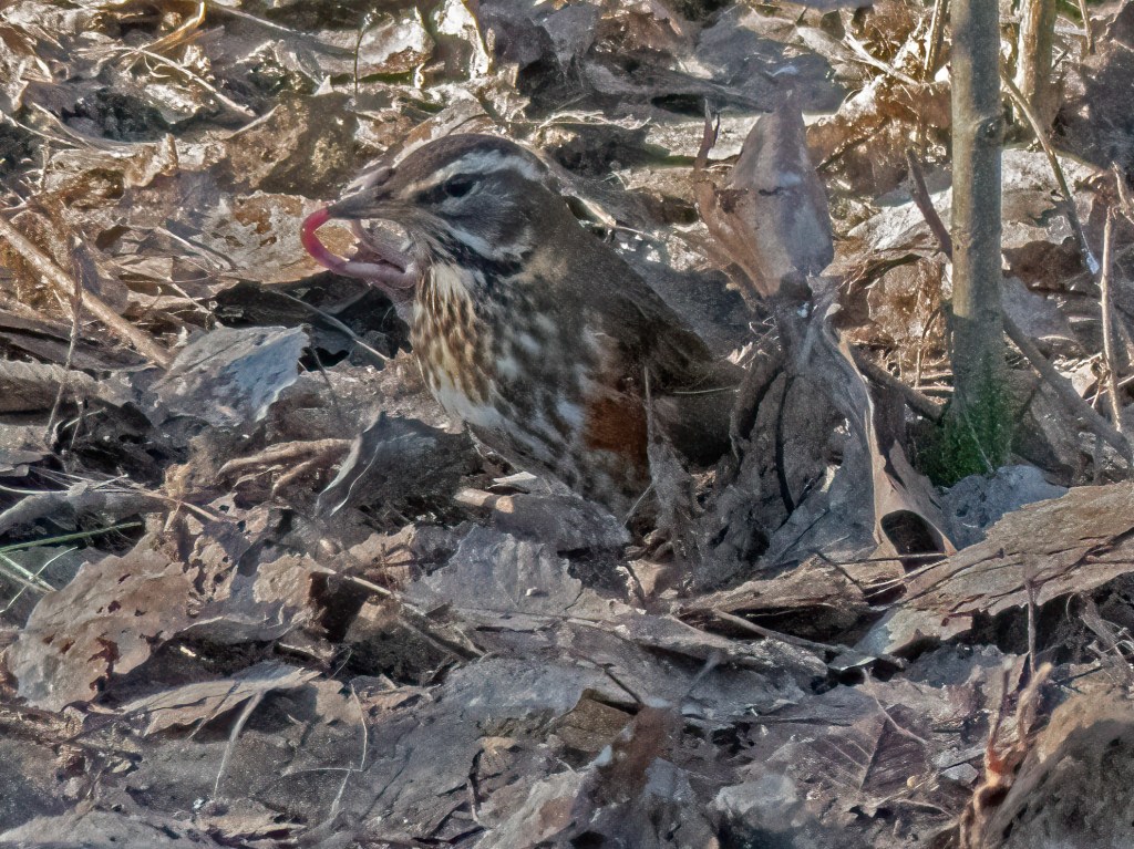 Redwing bird
