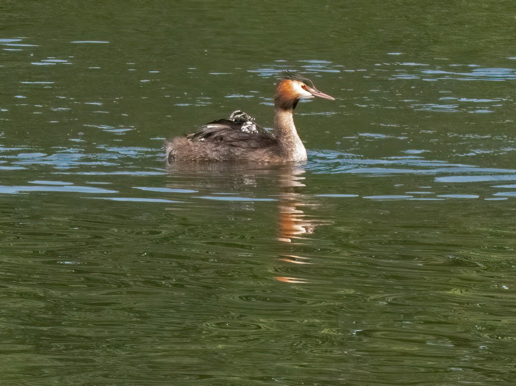 Great Crested Grebes with chicks on Earlswood Lakes, Surrey, UK